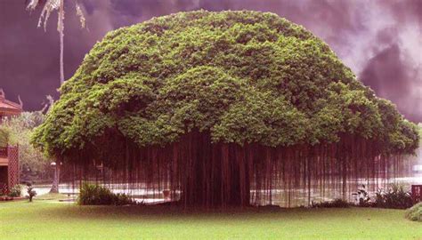 Kisah Misteri di Pohon Beringin Tua